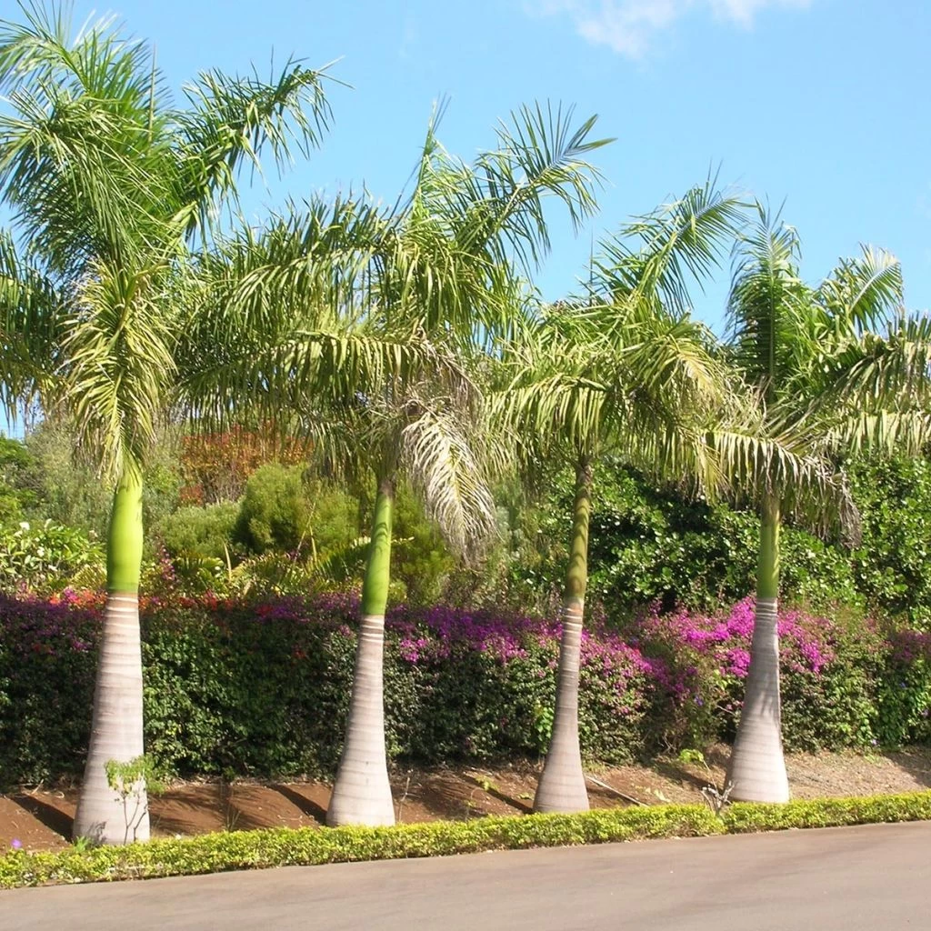 Roystonea Regia - Palmier Royal De Cuba 1 Roystonea Regia - Palmier Royal De Cuba