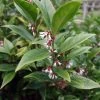 Sarcococca Orientalis - Sarcocoque D'Orient