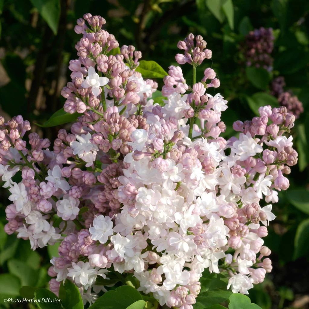 Lilas - Syringa Vulgaris Belle De Moscou 1 Lilas - Syringa Vulgaris Belle De Moscou