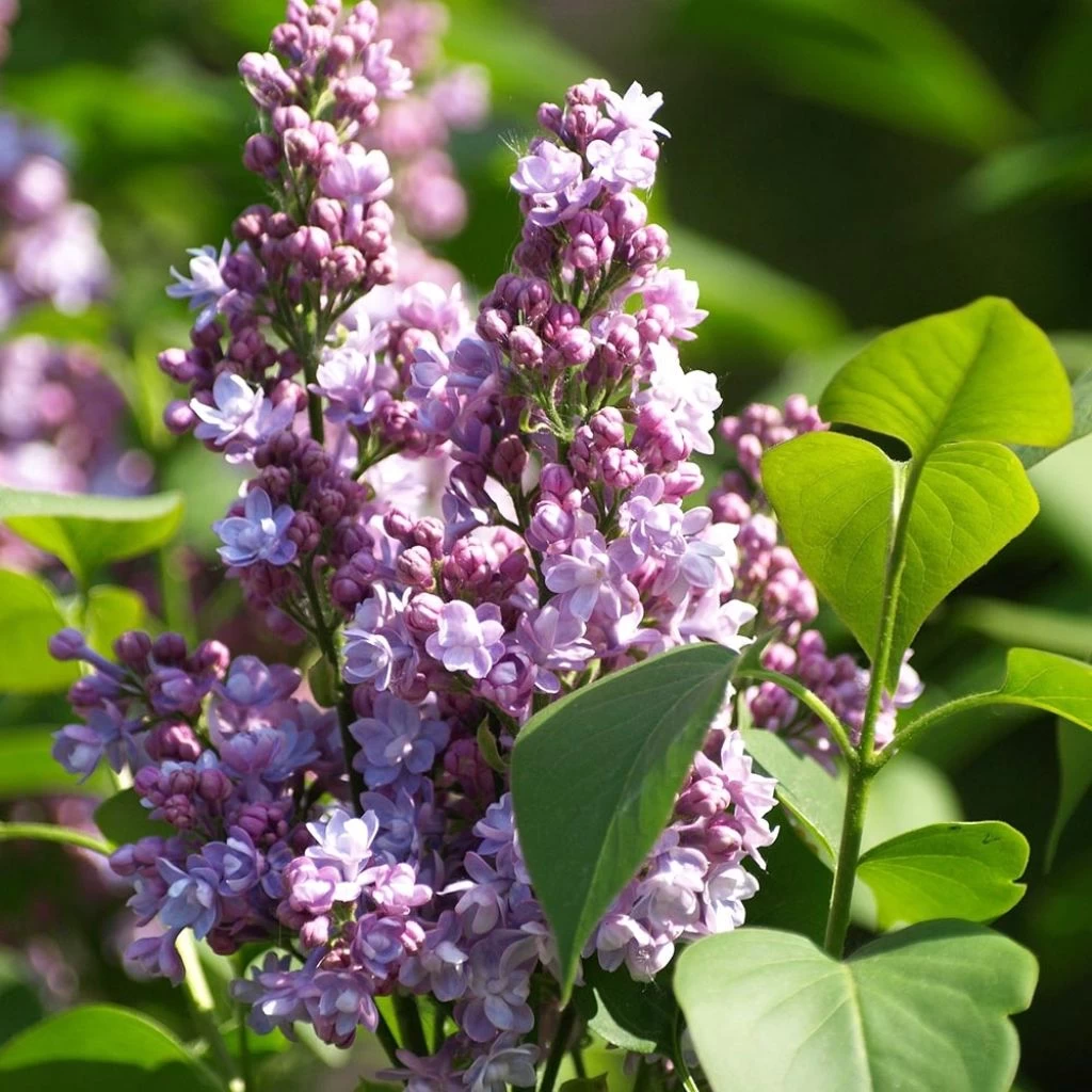Lilas - Syringa Vulgaris Michel Buchner 1 Lilas - Syringa Vulgaris Michel Buchner