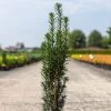 If Commun - Taxus Baccata Fastigiata Black Tower