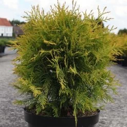Thuya Du Canada - Thuja Occidentalis Golden Globe