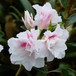 Azalée Du Japon White Prince - Rhododendron Hybride