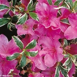 Azalée Du Japon Silver Queen - Rhododendron Hybride