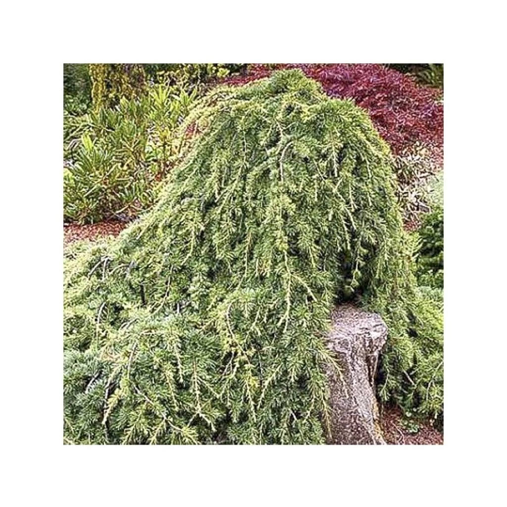 Cèdre De L'Atlas - Cedrus Libani Atlantica Sargentii 1 Cèdre De L'Atlas - Cedrus Libani Atlantica Sargentii