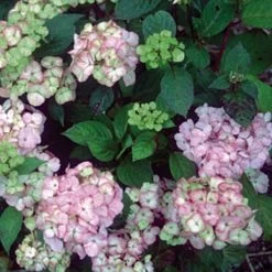 Hortensia - Hydrangea Serrata Precioza