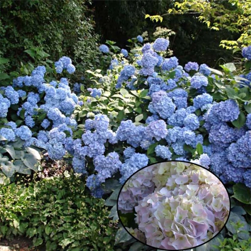 Hortensia - Hydrangea Macrophylla Generale Vicomtesse De Vibraye 1 Hortensia - Hydrangea Macrophylla Generale Vicomtesse De Vibraye