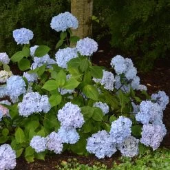 Hortensia - Hydrangea Macrophylla So Long® Ebony