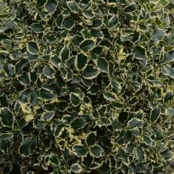 Houx Panaché - Ilex Aquifolium Argenteomarginata