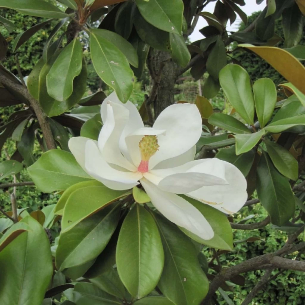 Magnolia Grandiflora Galissonière 1 Magnolia Grandiflora Galissonière