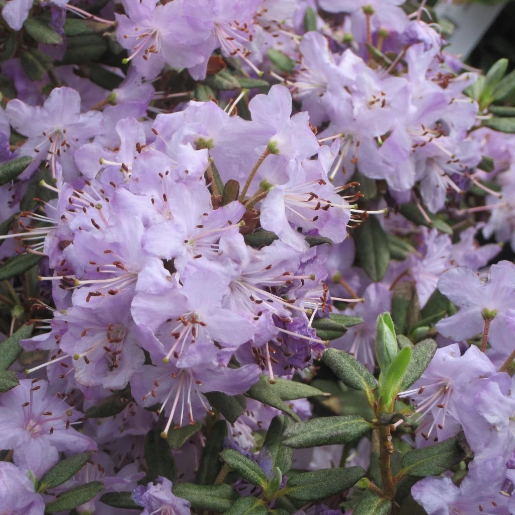 Rhododendron Blue Silver - Rhododendron Nain 1 Rhododendron Blue Silver - Rhododendron Nain