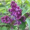 Lilas - Syringa Vulgaris Prince Wolkonsky