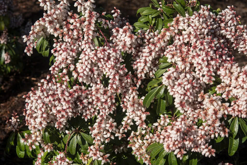 Arbustes par variété Magasin -Arbustes par variété Magasin z6635928115130 434c74bb984c51fe2e9f08ee53185a77