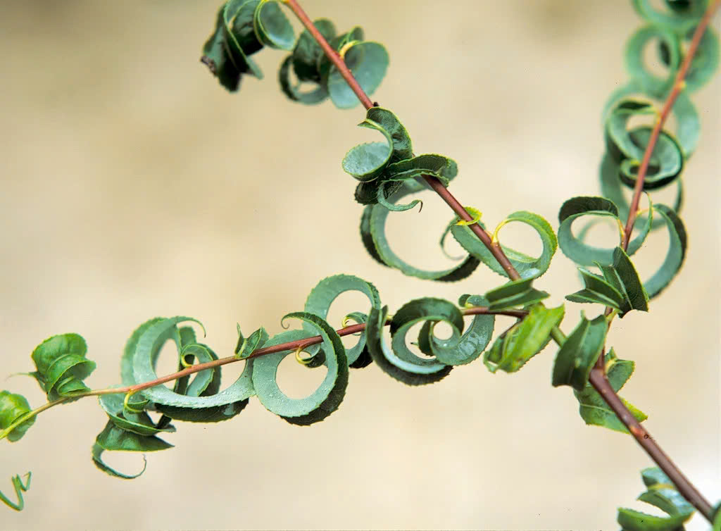 Arbustes par variété Magasin -Arbustes par variété Magasin z6635939359187 5dc36990a288fcd897403e9bf1cb711c