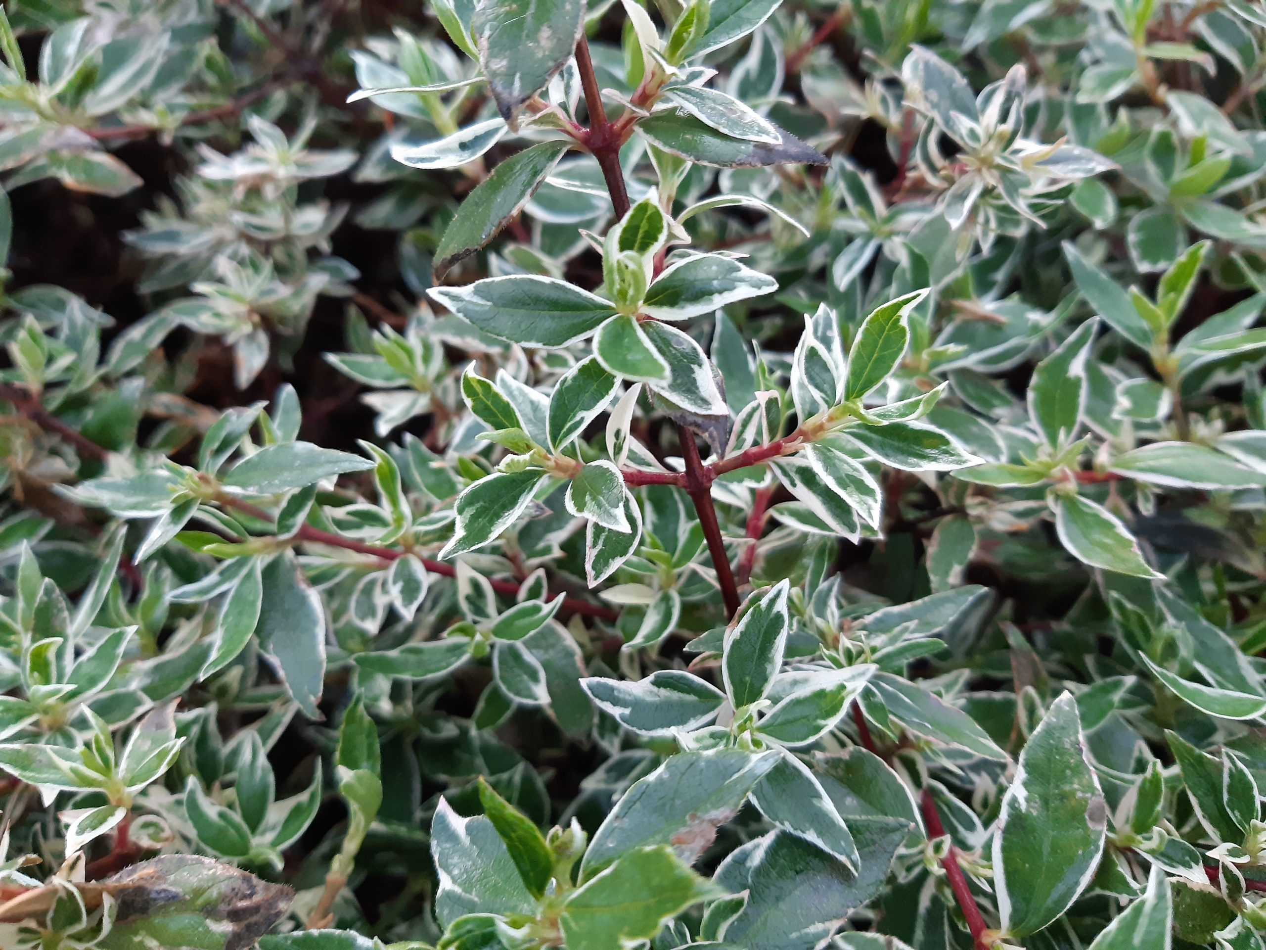 Arbustes par variété Magasin -Arbustes par variété Magasin Abelia grandifl. Confetti 1 scaled 1