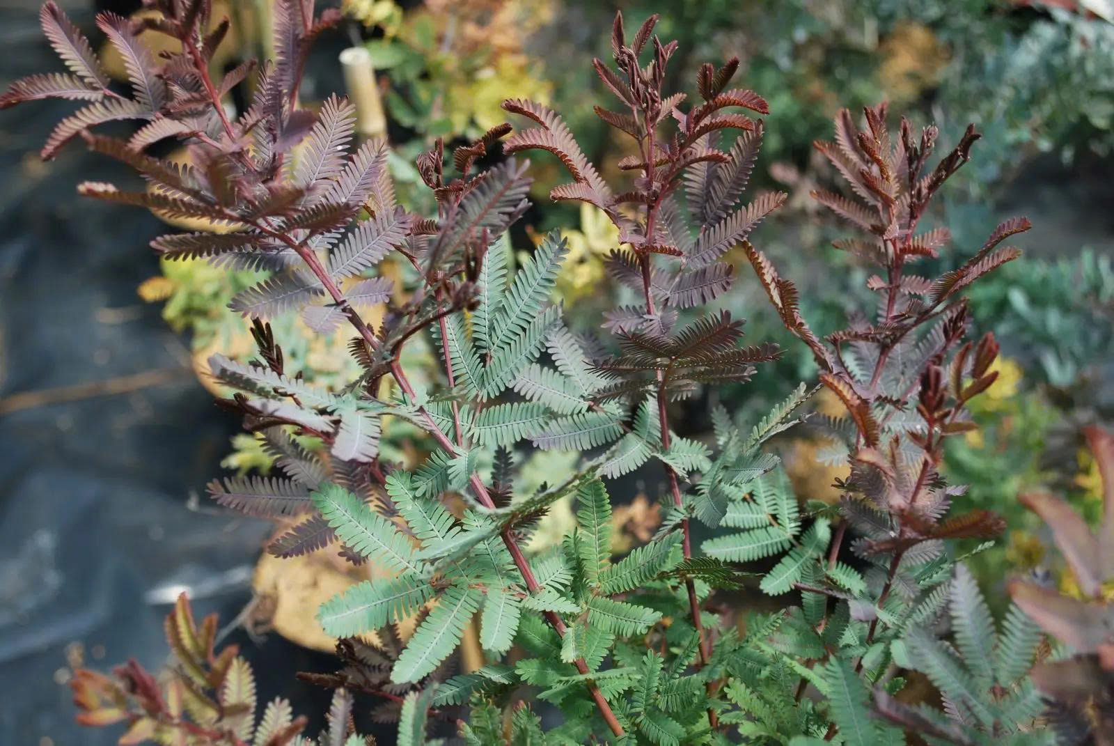 Arbustes par variété Magasin -Arbustes par variété Magasin z6693756328420 f7e66ffcf2a57a347c4ff7fc91ad71bd